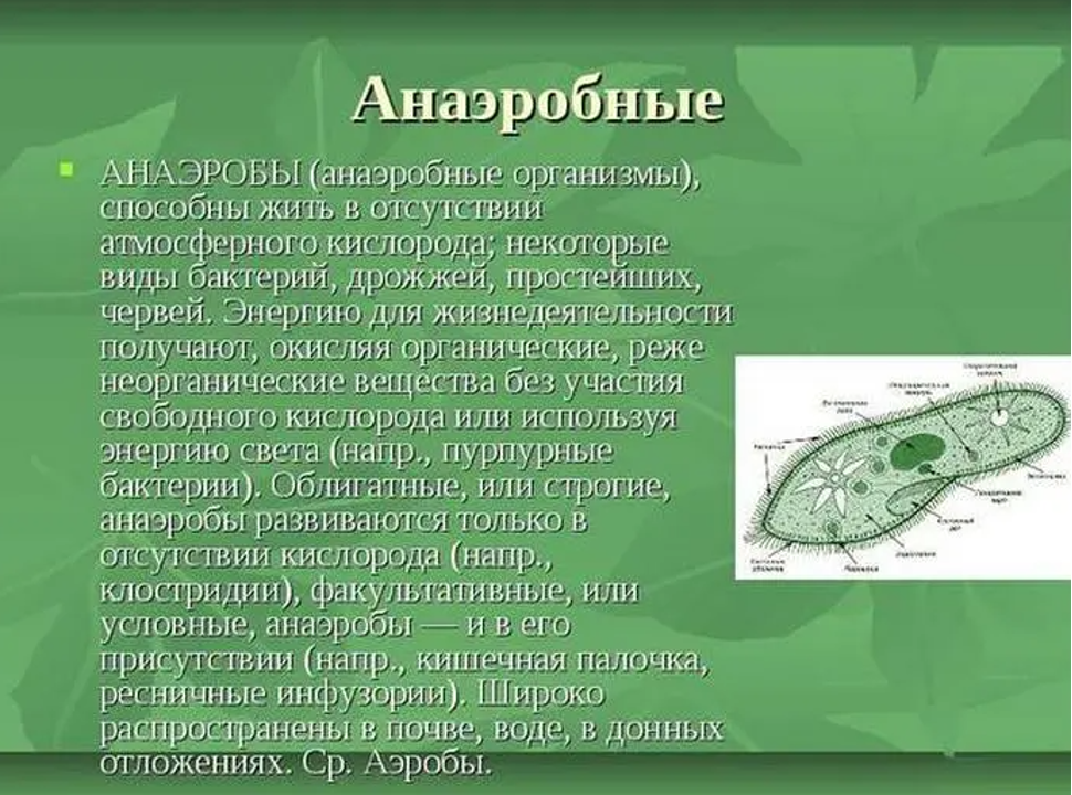 Аэробная среда. Анаэробные бактерии. Анаэробные организмы. Организмы анаэробы. Анаэробные микроорганизмы.